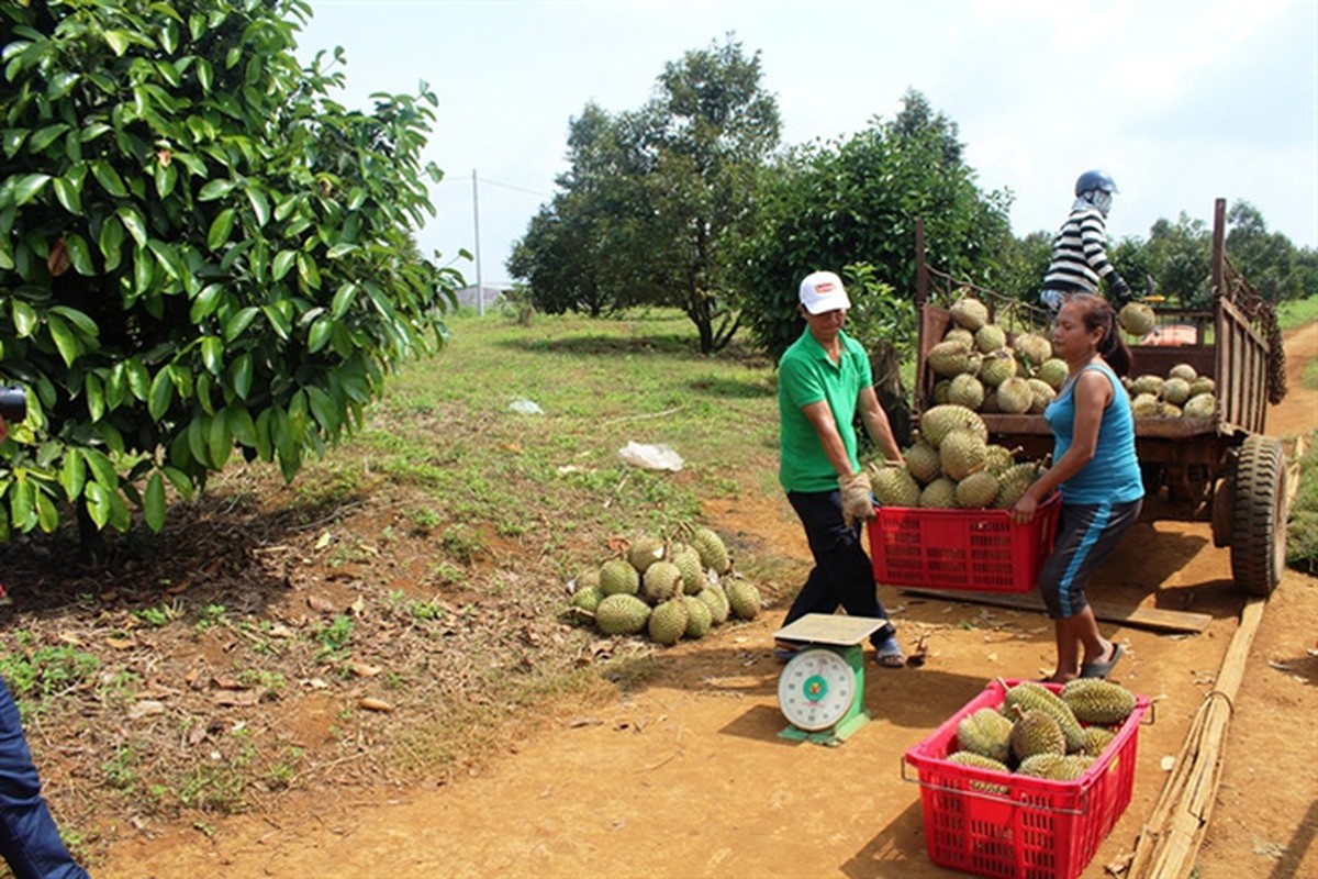 Ngam thu phu sau rieng tat bat vao mua thu hoach-Hinh-4